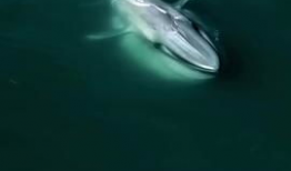 蓝鲸视频,揭秘海洋生物的神秘世界